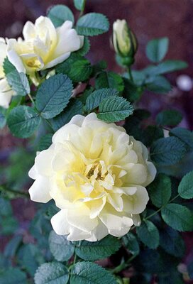 Rosa rugosa  'Agnes' - Photo by A. Barra (GFDL)