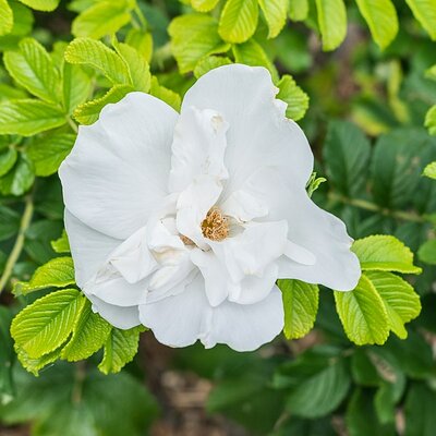 Rosa rugosa 'Blanc Double de Coubert' (2L pot)