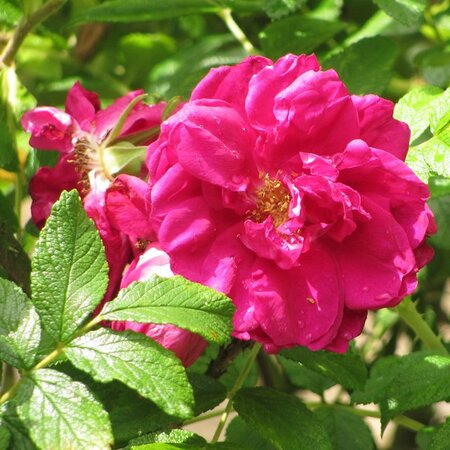 Rosa rugosa 'Roseraie de L' Hay' - Photo by Malcolm Manners (CC BY-SA 2.0)