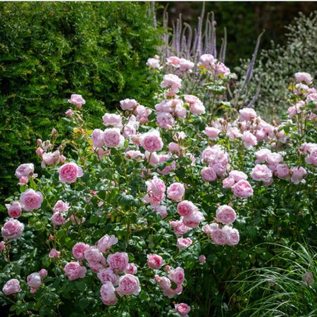 Rosa Scepter'd Isle - Image courtesy of David Austin Roses