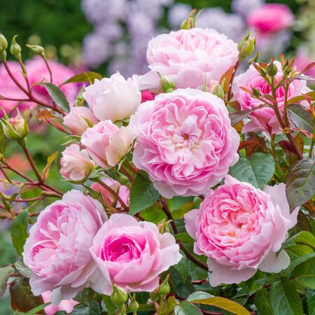 Rosa 'Silas Marner' - Image courtesy of David Austin Roses