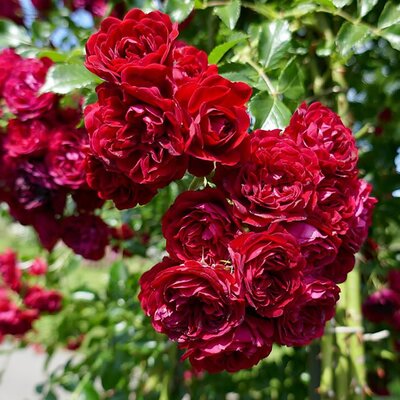 Rosa 'Siluetta Crimson' - Photo by Wilrooij (CC BY-SA 4.0)