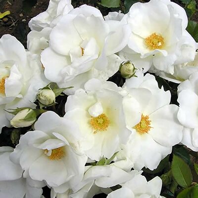 Rosa Simple White Shrub (5L pot)