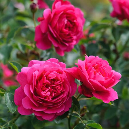 Rosa “Sir John Betjeman” ® - Image courtesy of David Austin Roses