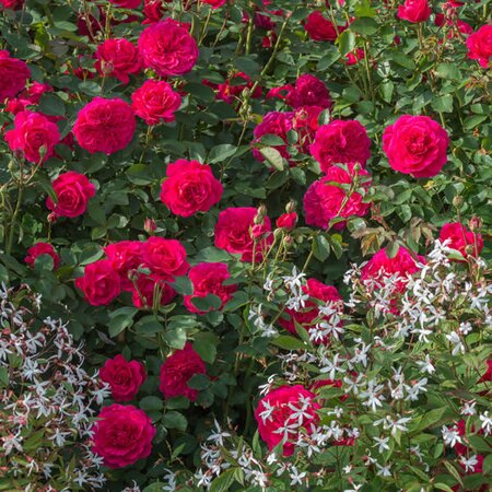 Rosa “Sir John Betjeman” ® - Image courtesy of David Austin Roses