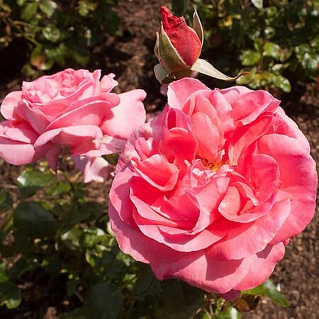 Rosa 'Special Anniversary' - Photo by Captain-tucker (CC BY-SA 4.0)