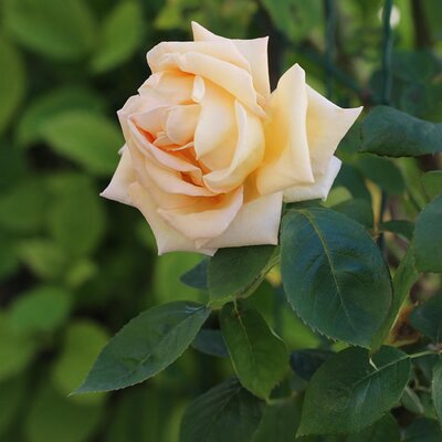 Rosa 'Special Day' - Image by PurpleOwl from Pixabay 