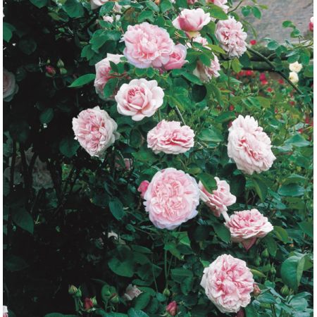 Rosa "St. Swithun" ® - Image courtesy of David Austin Roses