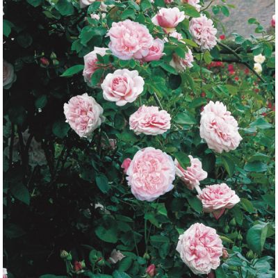 Rosa "St. Swithun" ® - Image courtesy of David Austin Roses