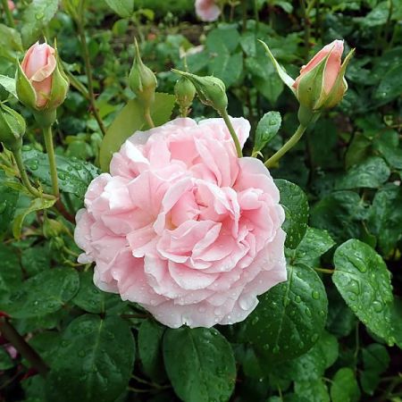 Rosa "Strawberry Hill" ® - photo by Salicyna (CC BY-SA 4.0)