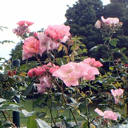 Rosa 'Summer Wine' - Photo by Krzysztof Ziarnek, Kenraiz (CC BY-SA 4.0)