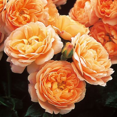 Rosa "Sweet Dream" - image courtesy of David Austin Roses