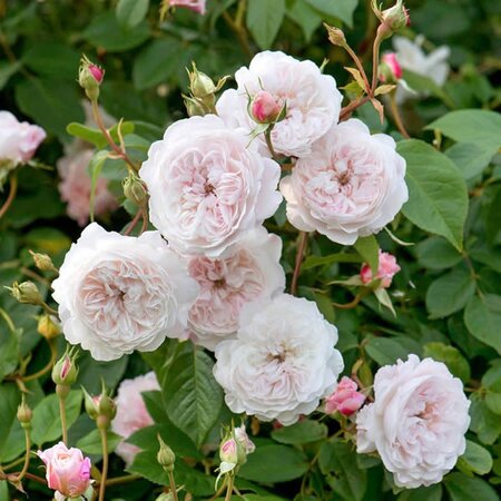 Rosa “The Albrighton Rambler” ® - Image courtesy of David Austin Roses