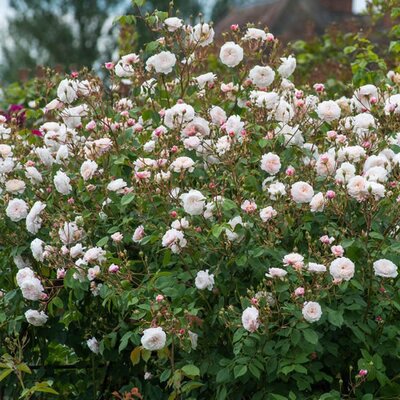 Rosa “The Albrighton Rambler” ® - Image courtesy of David Austin Roses