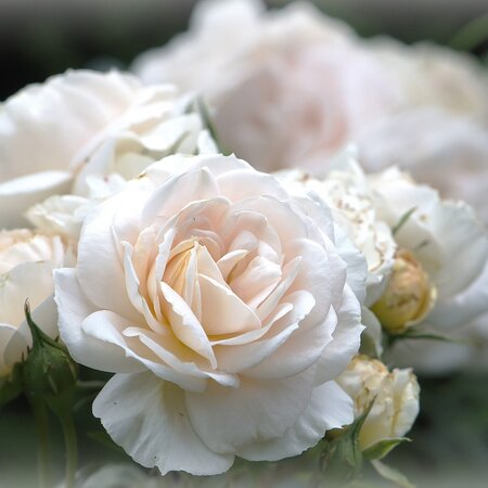 Rosa “The Birthday Rose” - Image by Helga Kattinger from Pixabay  