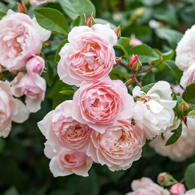 Rosa “The Generous Gardener” ® - Image courtesy of David Austin Roses