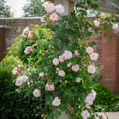 Rosa “The Generous Gardener” ® - Image courtesy of David Austin Roses