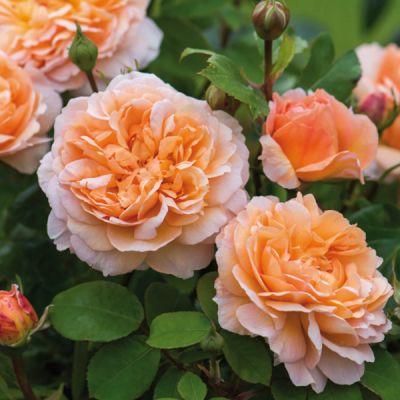 Rosa "The Lady Gardner" ® - image courtesy of David Austin Roses