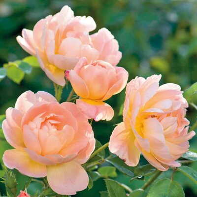 Rosa 'The Lark Ascending' - Image courtesy of David Austin Roses