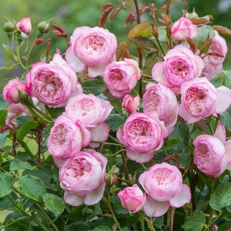 Rosa 'The Mill on the Floss' - Image courtesy of David Austin