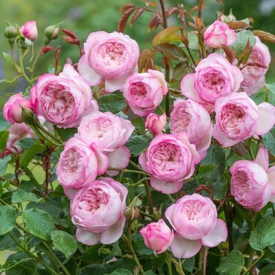Rosa 'The Mill on the Floss' - Image courtesy of David Austin