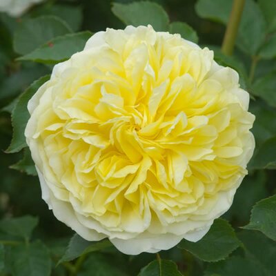 Rosa “The Pilgrim” ® - Image courtesy of David Austin Roses