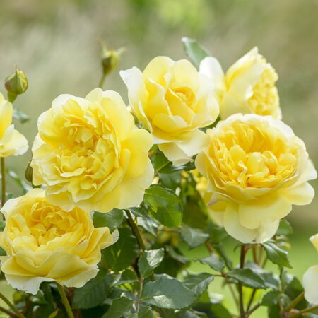 Rosa 'The Poets Wife' ® - Image courtesy of Schram Plants