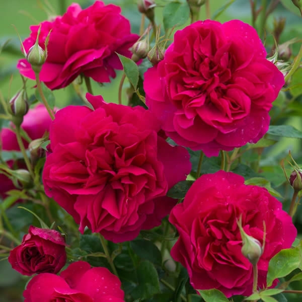 Rosa 'Thomas A. Beckett' ® Ardcarne Garden Centre & Boyle