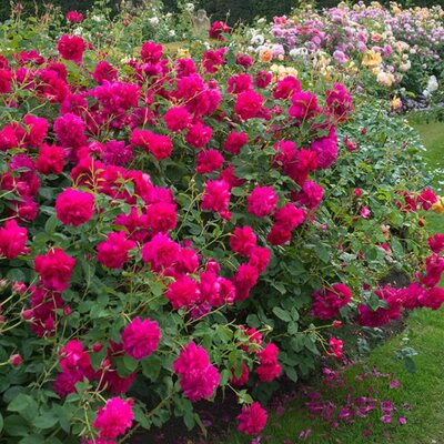 Rosa “Thomas A. Beckett” ® - Image courtesy of David Austin Roses