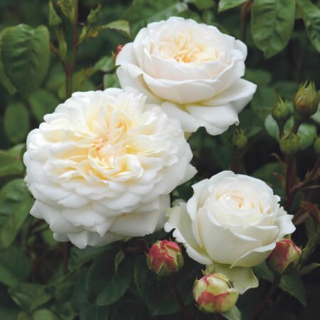 Rosa “Tranquillity” ® - Image courtesy of David Austin Roses