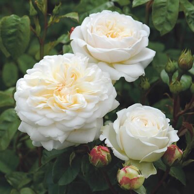Rosa “Tranquillity” ® - Image courtesy of David Austin Roses