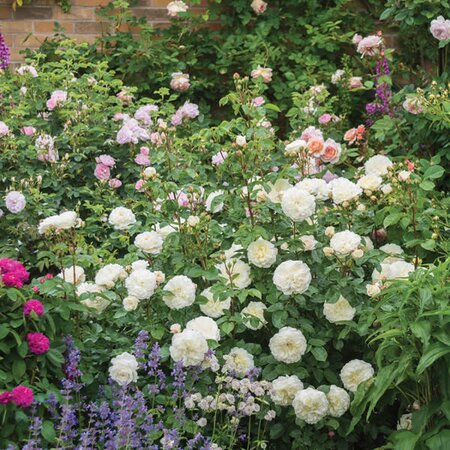 Rosa “Tranquillity” ® - Image courtesy of David Austin Roses