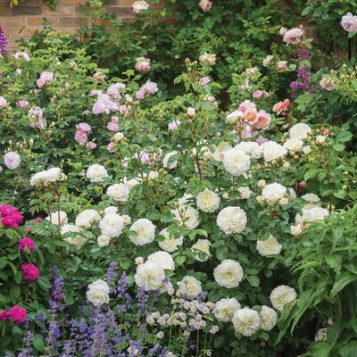 Rosa “Tranquillity” ® - Image courtesy of David Austin Roses