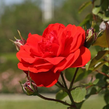 Rosa Trumpeter - Photo by Laitche (CC BY-SA 3.0)