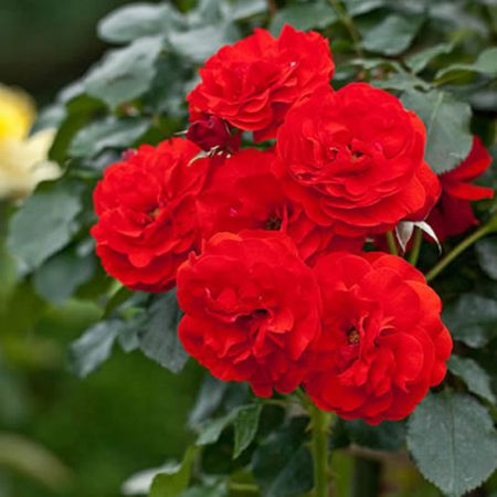 Rosa "Trumpeter" - Photo by Yoko Nekonomania (CC BY-SA 2.0)