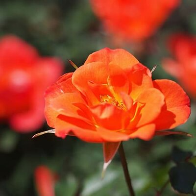 Rosa 'Warm Welcome' (10L pot)