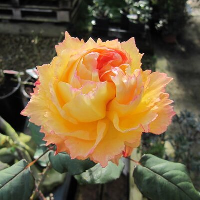 Rosa “Well Being”  - Photo by Leonora (Ellie) Enking (CC BY-SA 2.0)