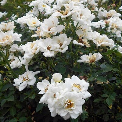 Rosa 'White Cover' - Photo by Salicyna (CC BY-SA 4.0)