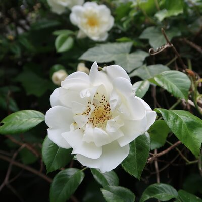 Rosa 'White Diamond' Standard - Image by liesbethbvb from Pixabay 