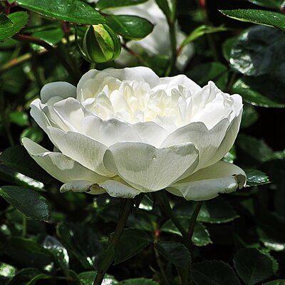 Rosa 'White Patio' - Public Domain Image (C01)
