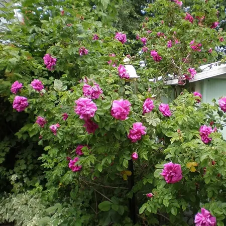 Rosa 'Wild Edric' - Photo by Kaz Andrew (CC BY-SA 2.0)