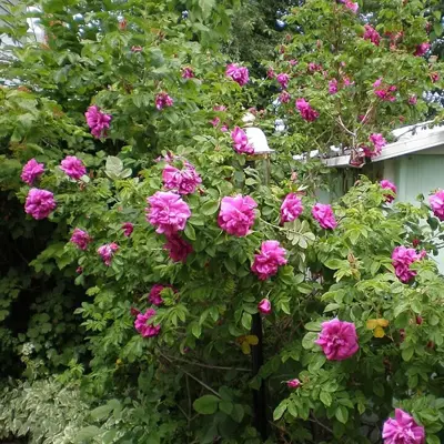 Rosa 'Wild Edric' - Photo by Kaz Andrew (CC BY-SA 2.0)