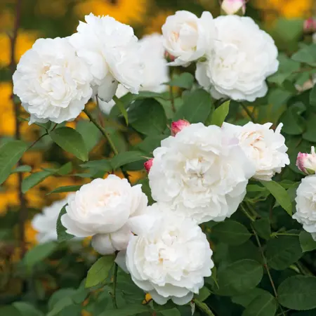 Rosa 'William and Catherine' - Image courtesy of David Austin Roses
