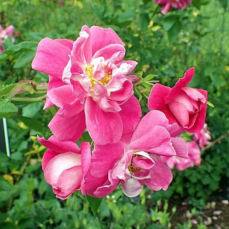 Rosa “William Baffin” - Photo by Krzysztof Ziarnek, Kenraiz (CC BY-SA 4.0)