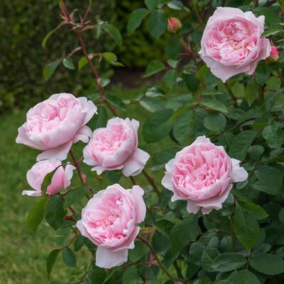 Rosa “Wisley 2008” ® - Image courtesy of David Austin Roses