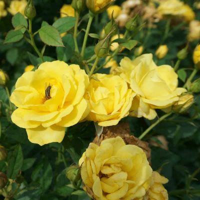 Rosa "Yellow Patio" - Image courtesy of pxfuel