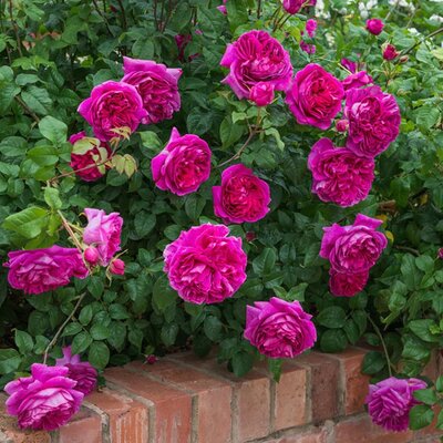 Rosa 'Young Lycidas' ® - Image courtesy of David Austin Roses