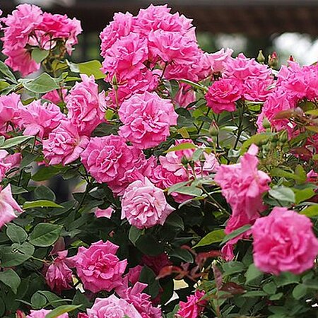 Rosa 'Zephirine Drouhin' Climbing Rose (5 Litre pot)