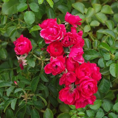 Flower Carpet Scarlet - Photo by Kelvinsong (CC BY-SA 3.0)