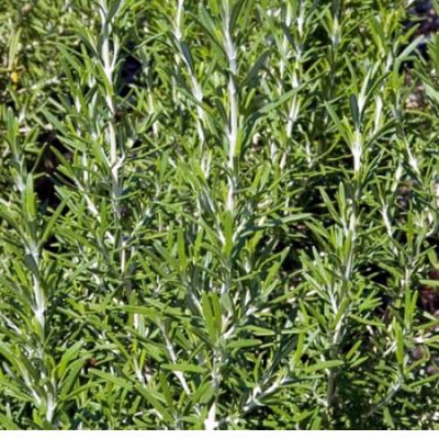 Rosemary (9cm pot)
